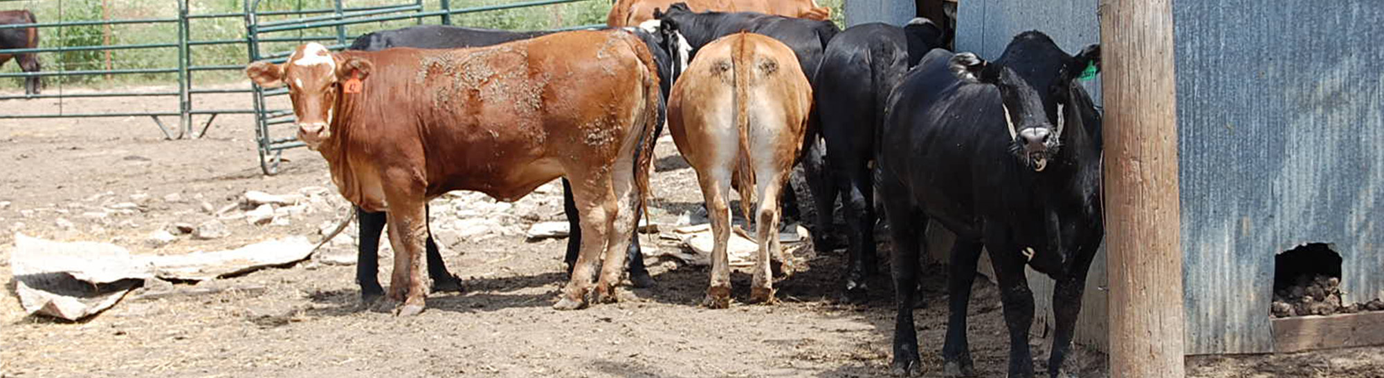 livestock livestock awaiting processing